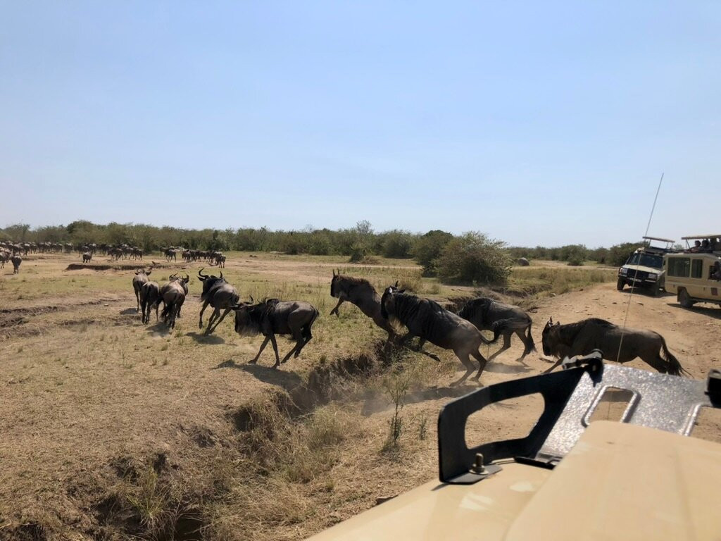 Mara River-塞伦盖蒂国家公园必去景点