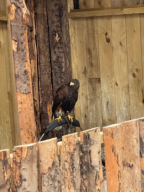 Mayfield Birds of Prey-Kilmacthomas必去景点