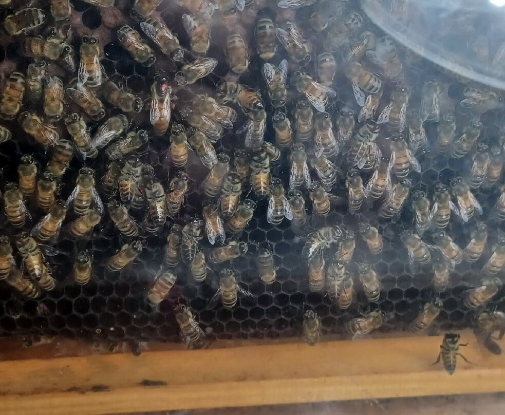 Bee Museum-Pastida必去景点