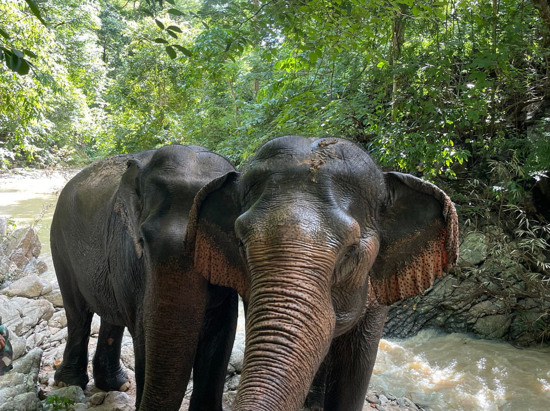 Bees - Burm And Emily's Elephant Sanctuary-夜占必去景点