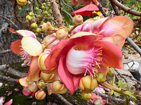 Teardrop Journeys-Rajagiriya必去景点