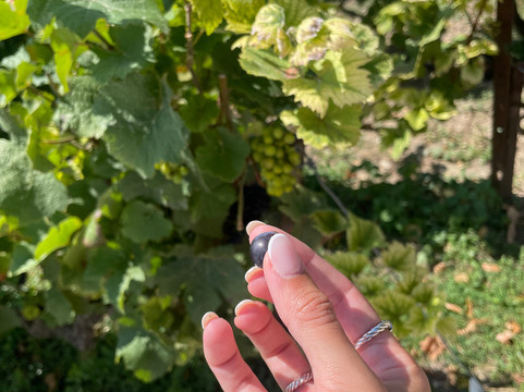 Instants - Exclusive Champagne Tours-兰斯必去景点