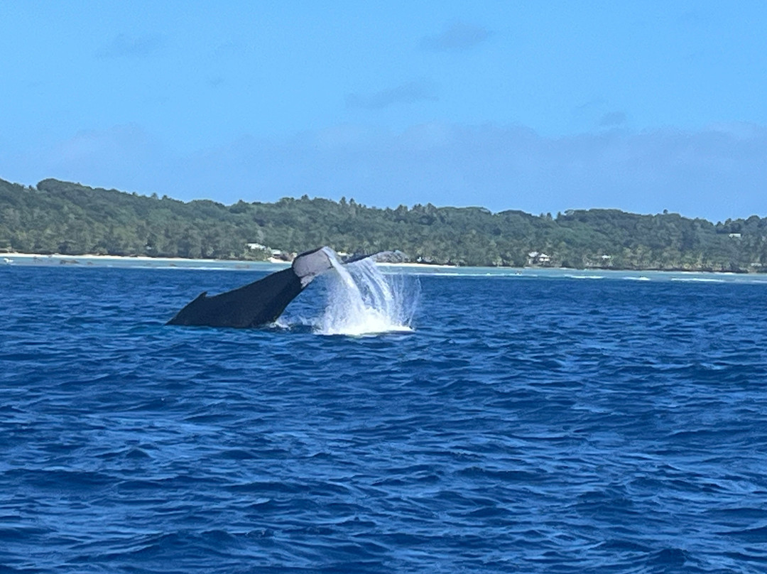 Bubbles Below-艾图塔基必去景点