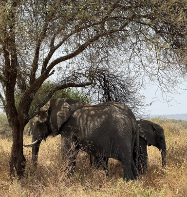 Kilibeyond Safaris-莫西必去景点