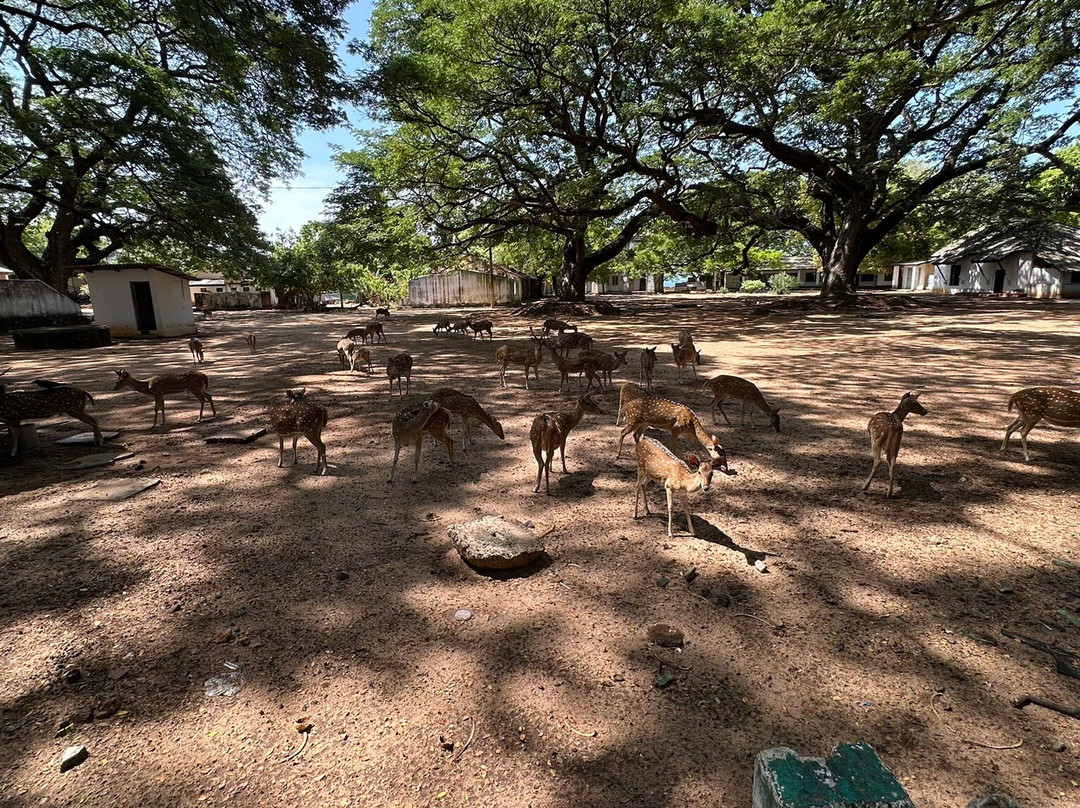 Leonz Lanka Travels-Kuliyapitiya必去景点