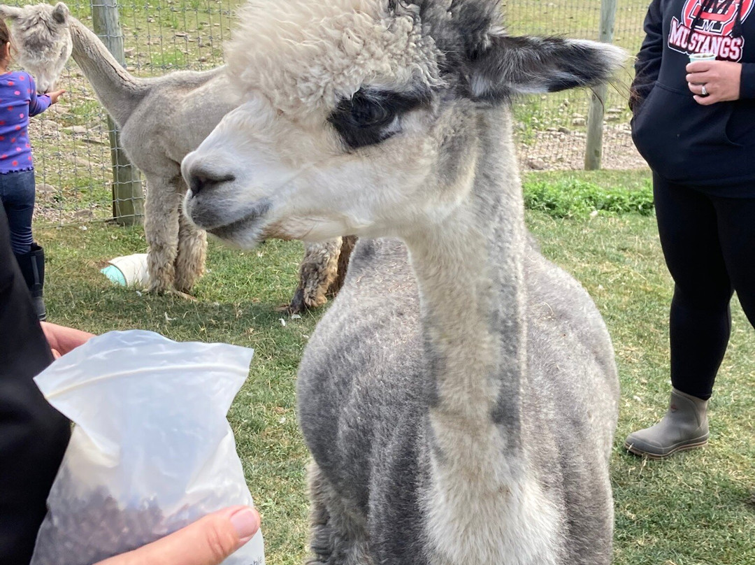 Buck Brook Alpacas-Roscoe必去景点