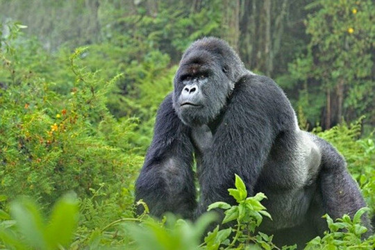 I day Gorilla treking