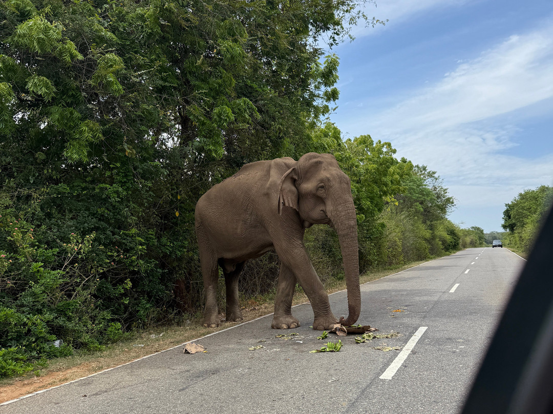 Megha Tour Sri Lanka-Dodampahala South必去景点