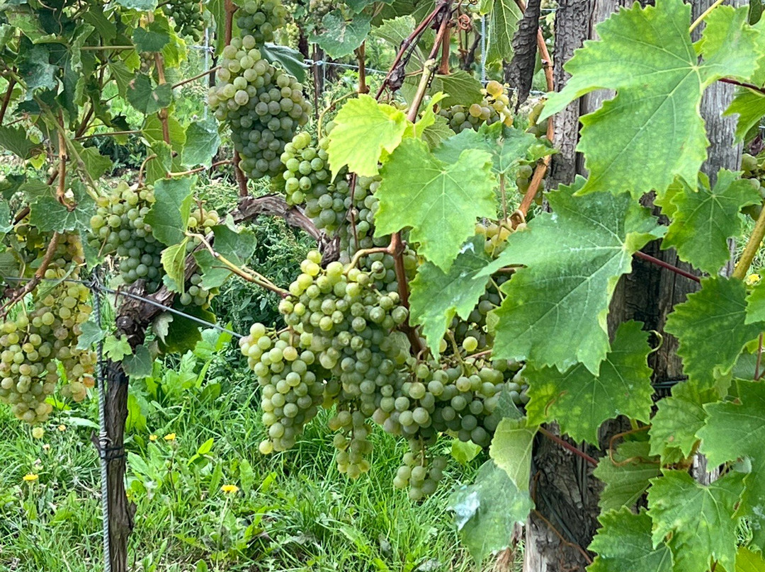 Silverhand Estate-Luddesdown必去景点