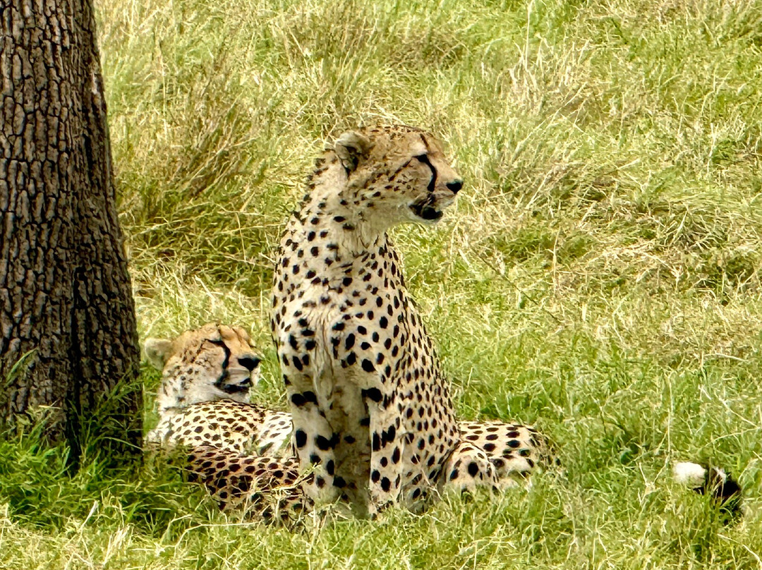 Alligator Adventures Tours & Safaris-纳罗克必去景点