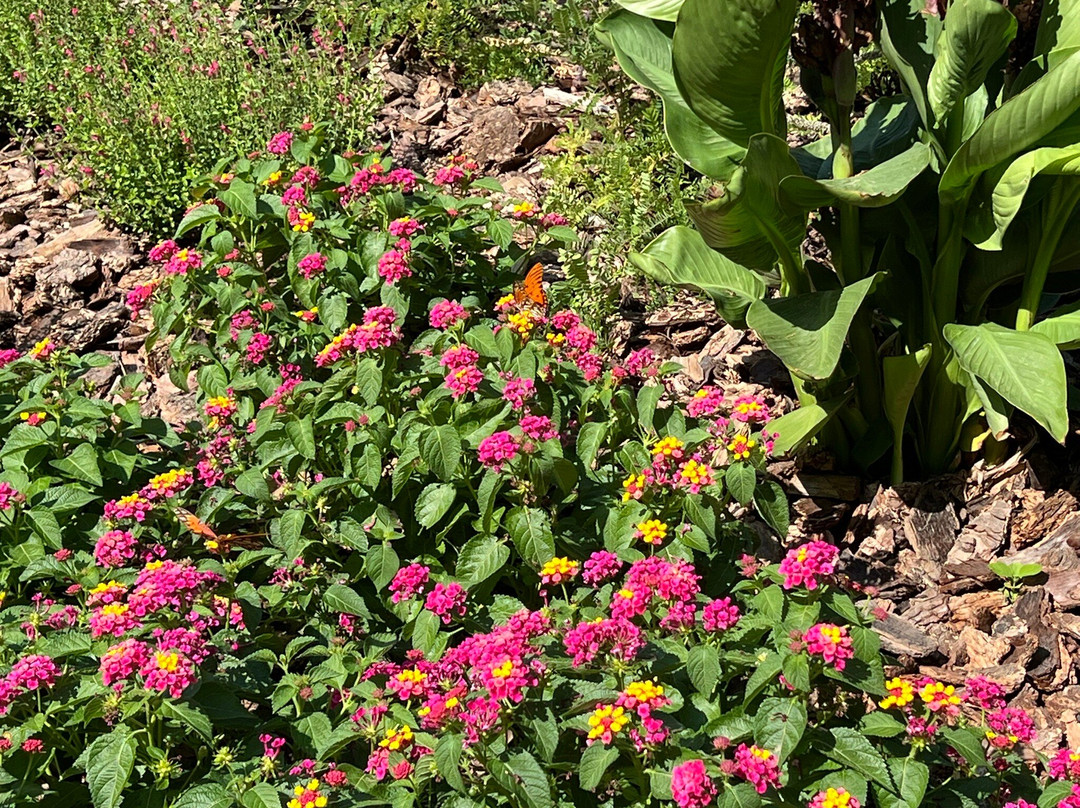 Myriad Botanical Gardens-俄克拉何马城必去景点