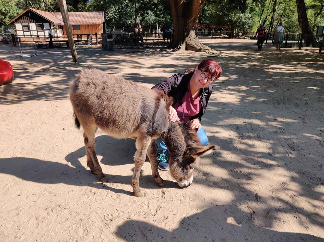 Tierpark Ströhen - Der Entdeckerzoo-Strohen必去景点