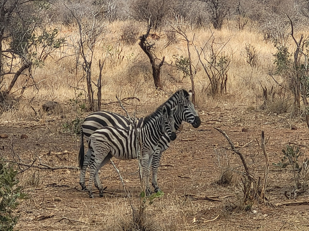 Legend Safaris-克鲁格国家公园必去景点