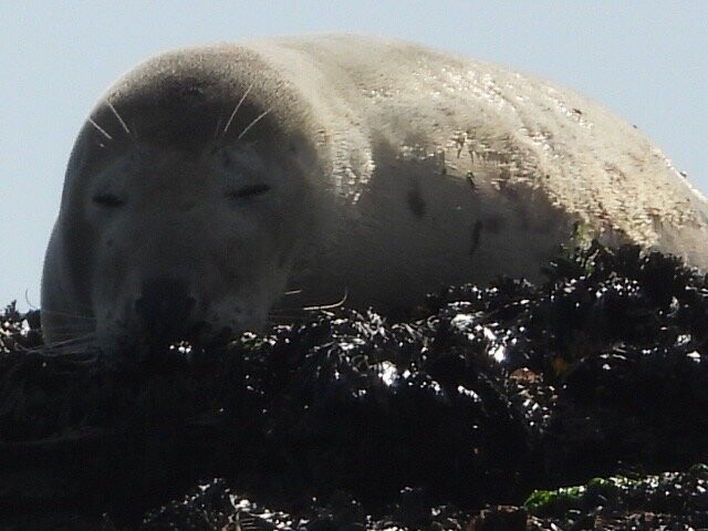 St. Ives Sea Trips-圣艾维斯必去景点