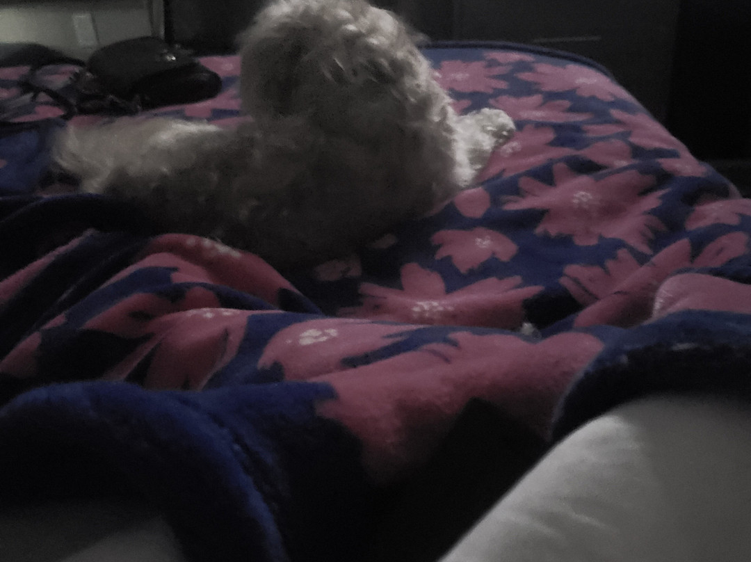 Rodeway Inn & Suites - Outlet Mall Asheville主图