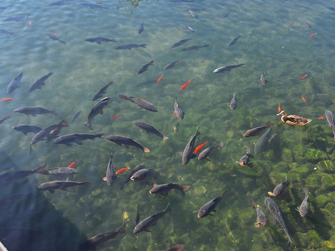 Big Spring Park-亨茨维尔必去景点