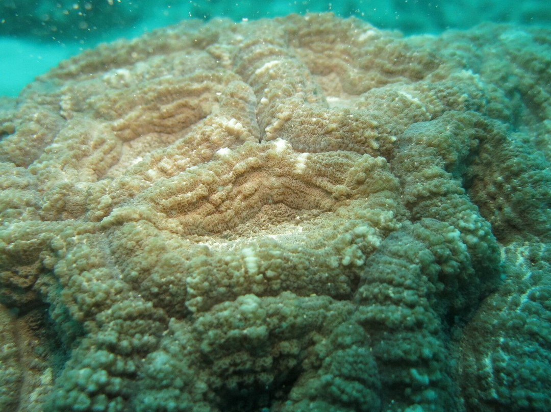 Whitetip Divers-普拉兰岛必去景点