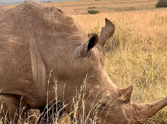 Trav-Interactive-内罗毕必去景点