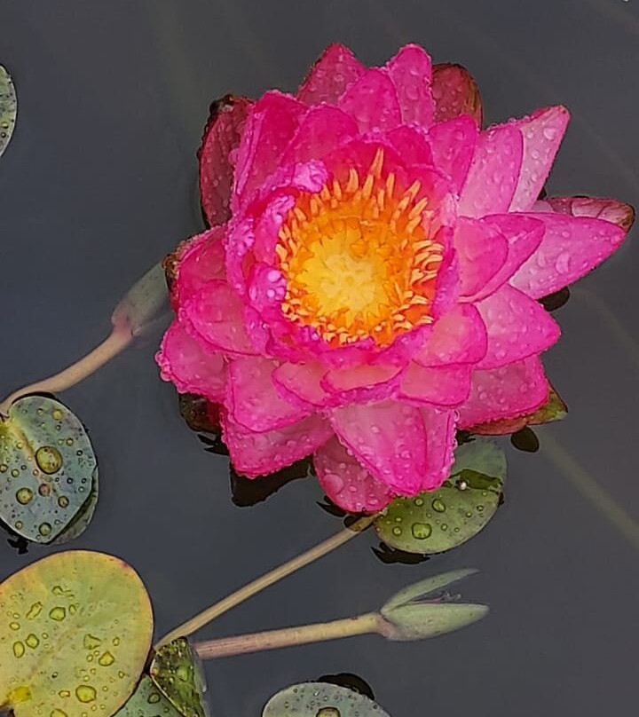 Jungle Garden-Eu必去景点