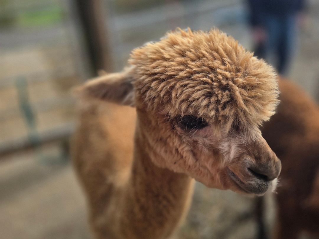 The Flying Alpaca-Kilkee必去景点