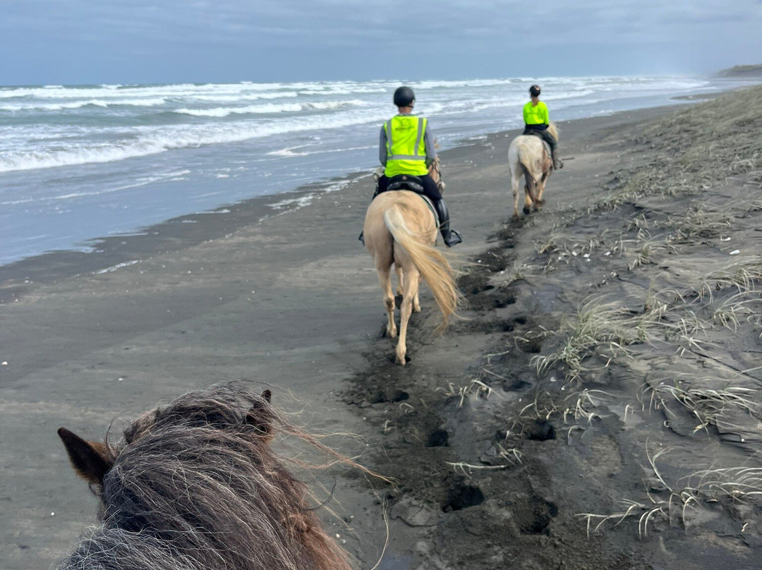 Muriwai Beach Horse Treks-穆里怀海滩必去景点