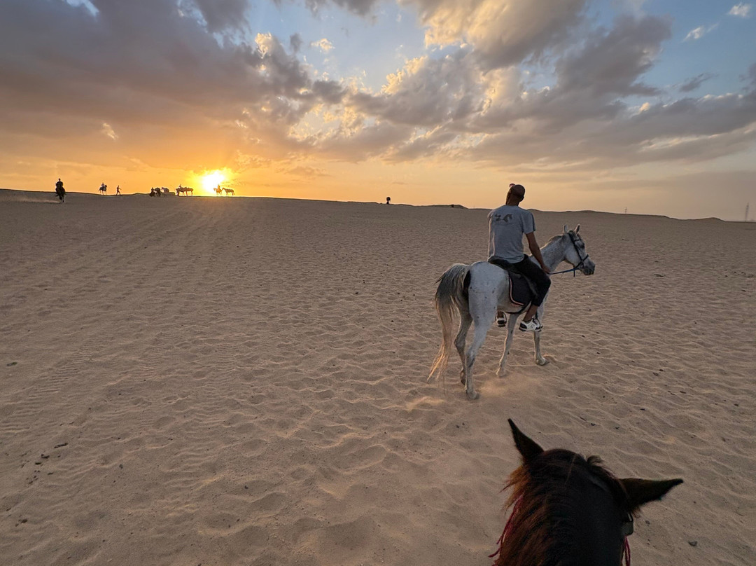 Cairo Horse Riding School-吉萨必去景点