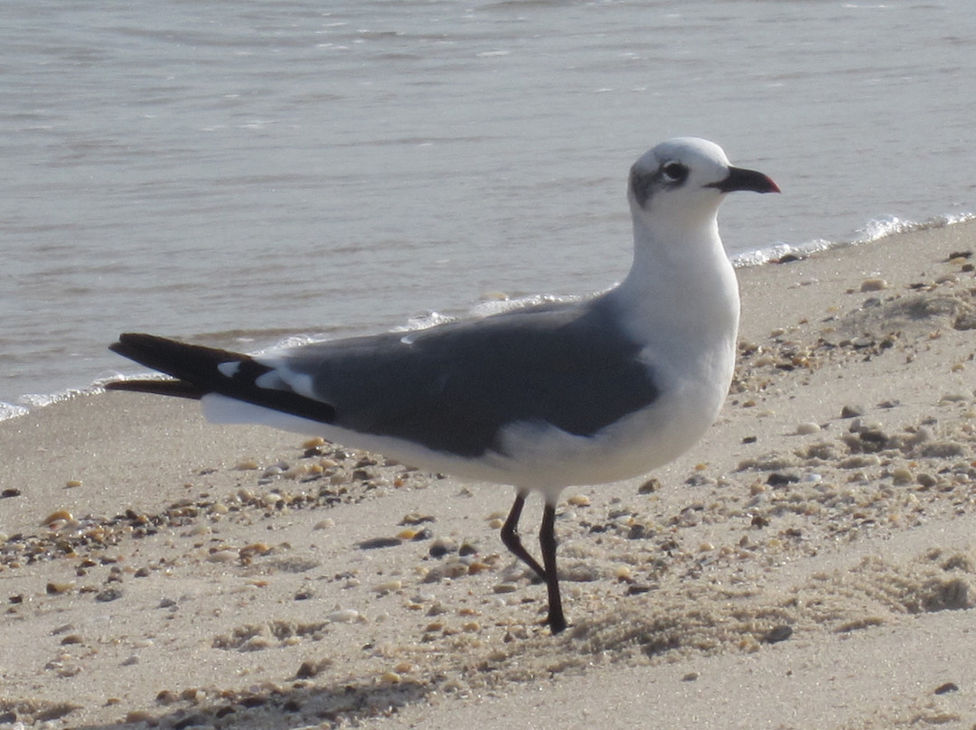 Lewes Beach-刘易斯必去景点