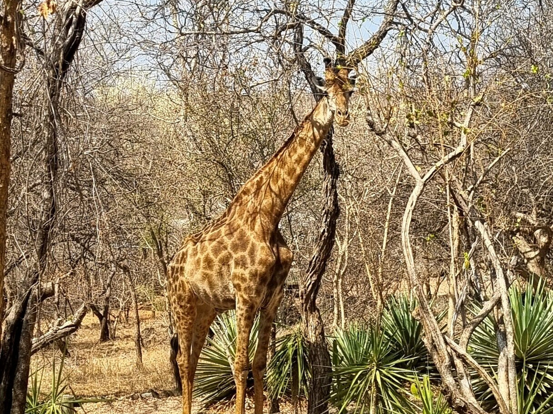 The Wild Blue Lodge主图