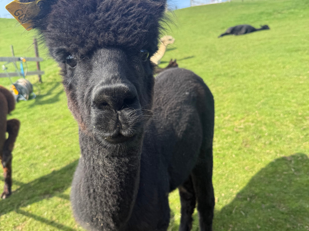 Antur Alpaca At Geufron Farm-Tywyn必去景点