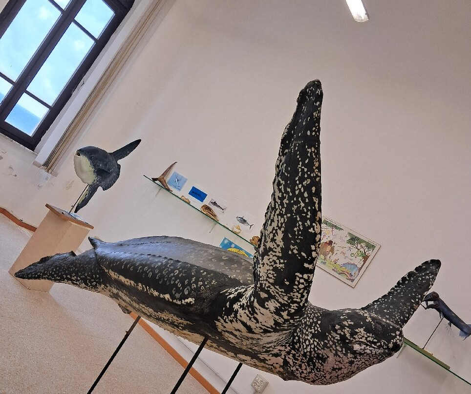 Museo del Mare-皮翁比诺必去景点