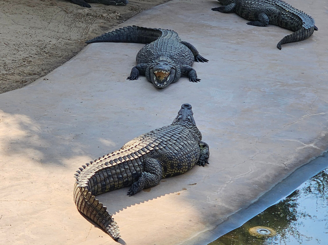 Dubai Crocodile Park-迪拜必去景点