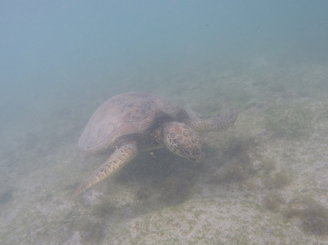 Regina's Beach Fales主图