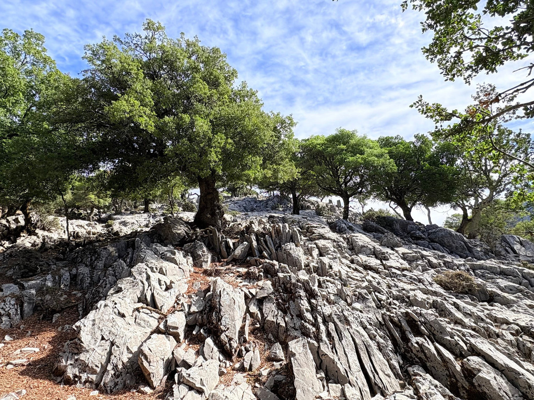 Truffle Hunter Rouvas Crete-伊拉克利翁必去景点