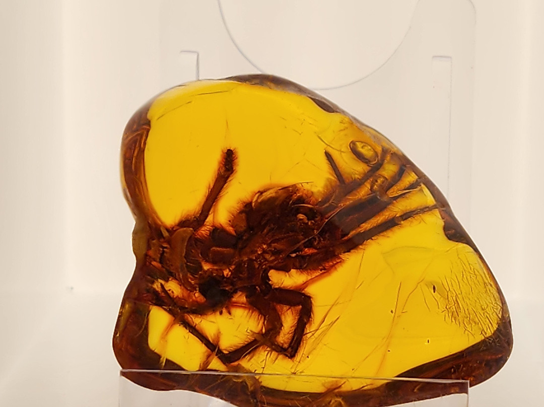 Museum of Amber - Museum of Gdansk-格但斯克必去景点