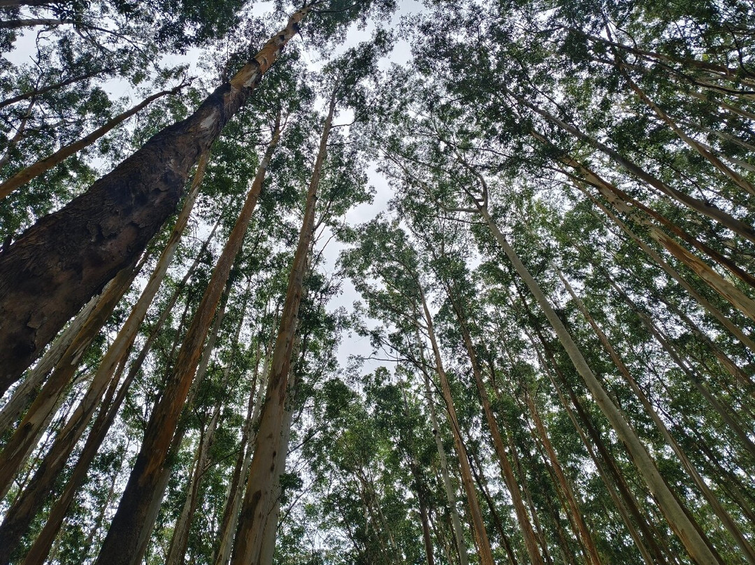Needle Rock View Point-Gudalur必去景点