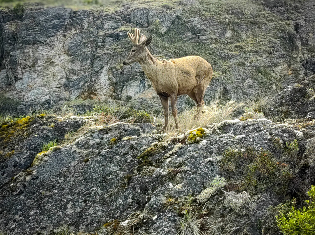 Paseos Náuticos Cochrane-Cochrane必去景点