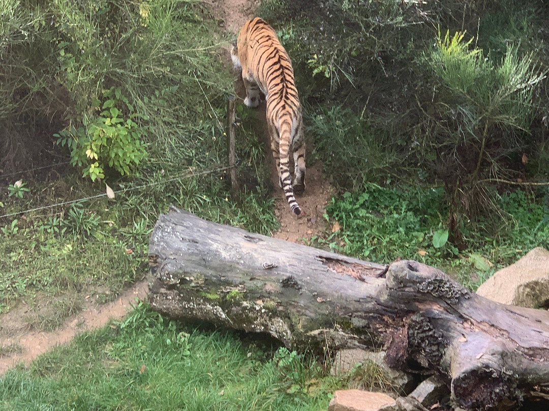 Parc Animalier d'Auvergne-Ardes必去景点