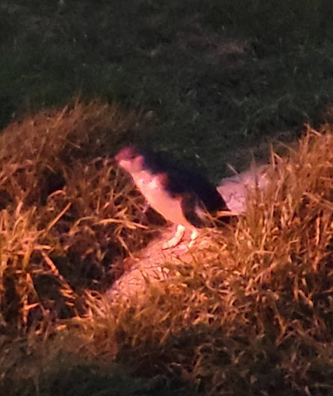 Penguin Observation Centre-伯尼必去景点