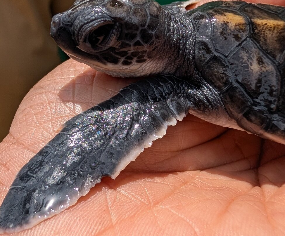 Risi Travels-加勒必去景点