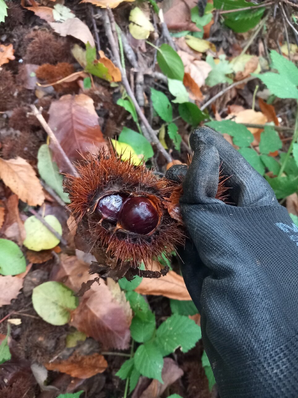 Hotel Il Boschetto-官方
