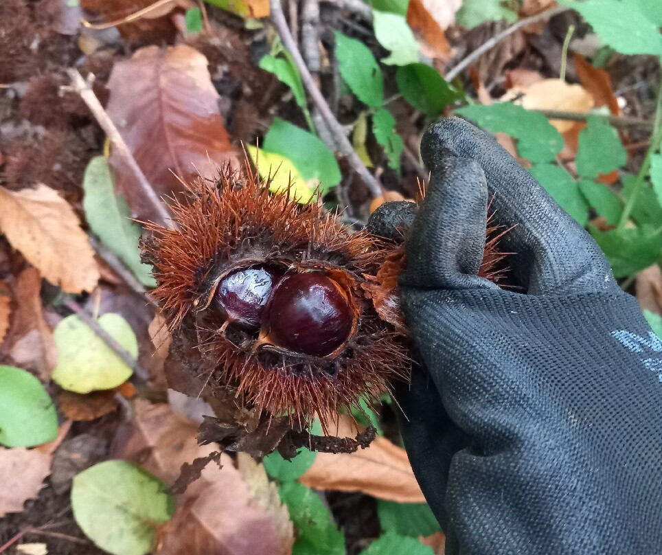 Hotel Il Boschetto主图