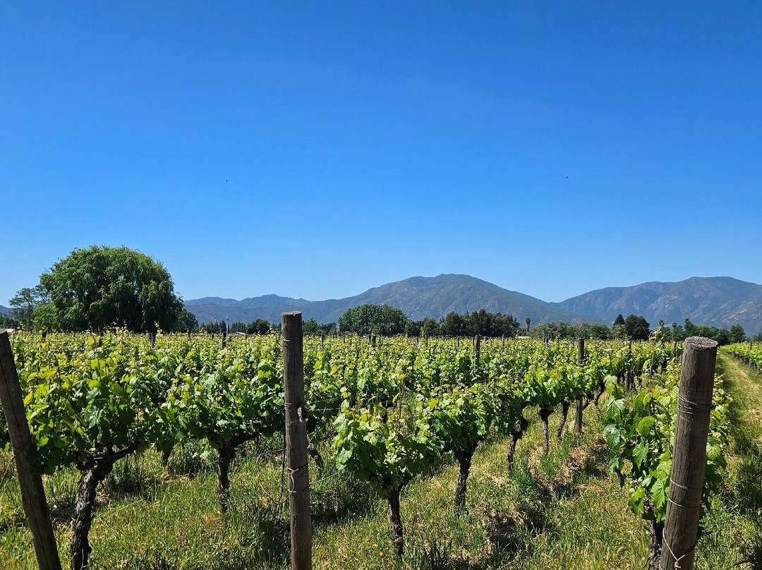 Viu Manent-圣克鲁斯必去景点