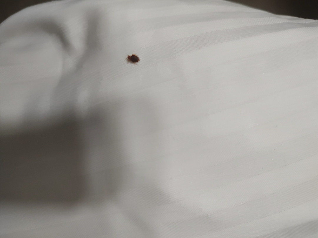 Best Western Airport Inn主图