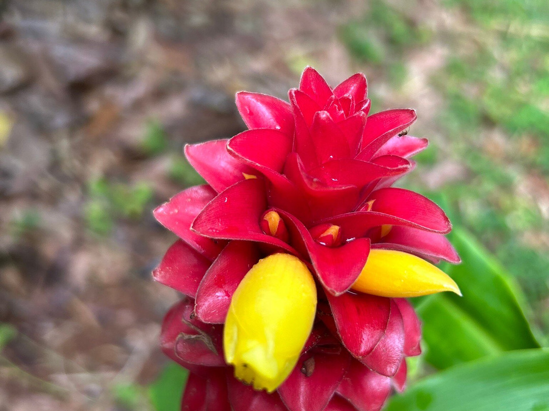 Houlau Farm Chocolate-基拉韦厄必去景点