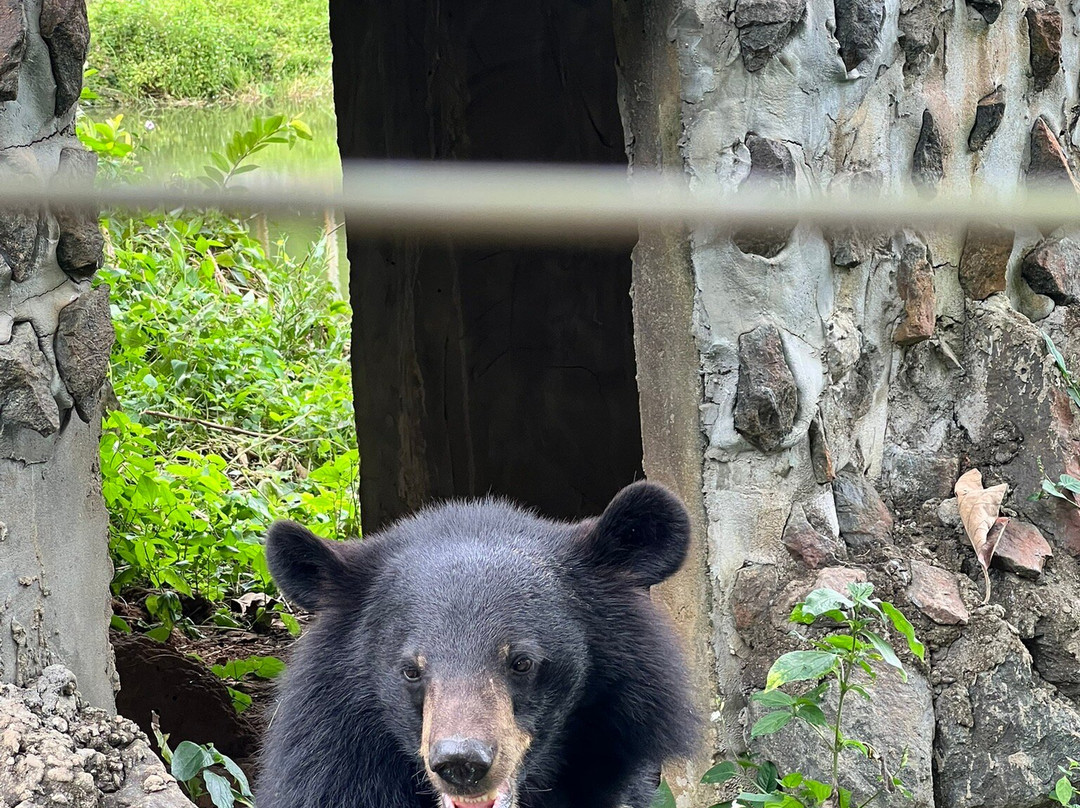 Free the Bears-琅勃拉邦必去景点