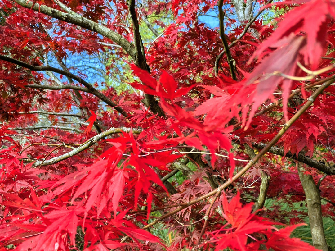 Harris Garden-雷丁必去景点