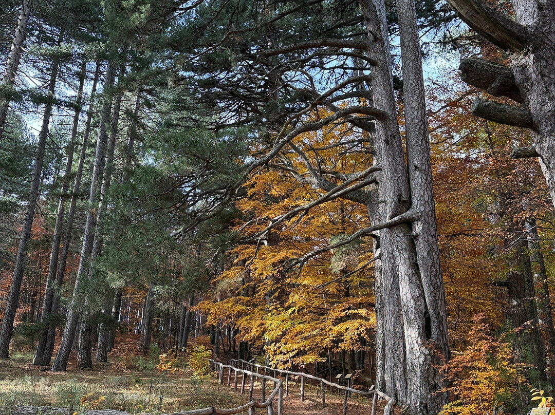 I Giganti Della Sila-Spezzano della Sila必去景点