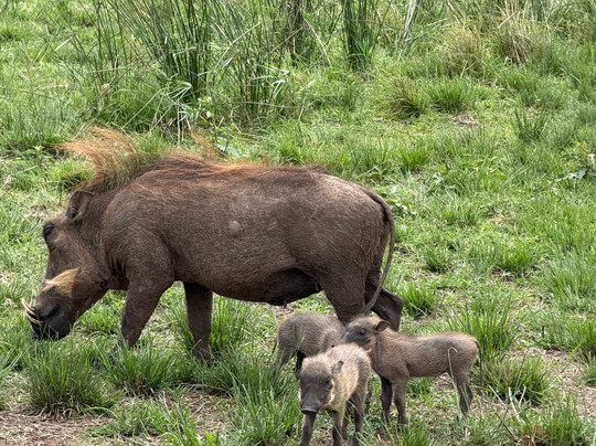 Durban Day Safaris-德班必去景点