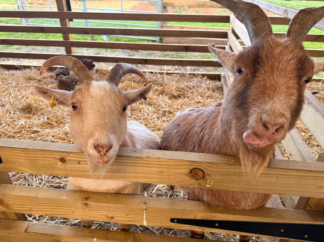 White Elm Garden Centre & Tea Room-Bicknacre必去景点