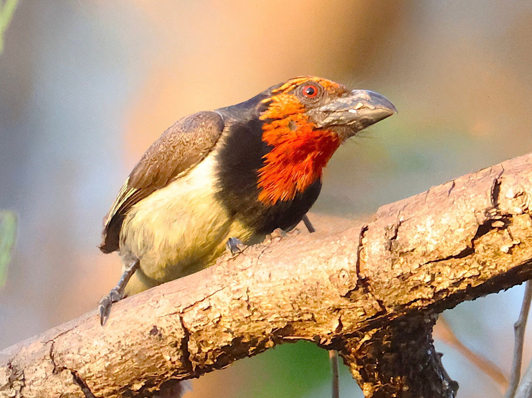 Kumbali Country Lodge主图